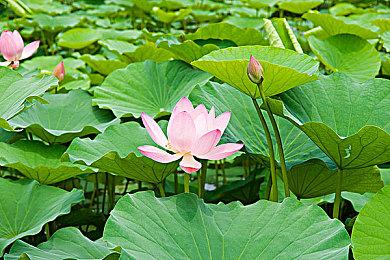 《双点医院》DLC“快速康复”发布预告片 将于3月15日发售